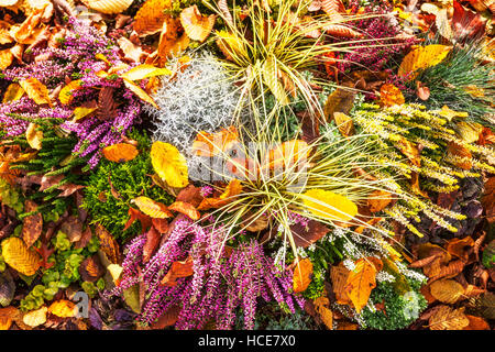 Fiori d'autunno. Aiuola di fiori di rosa heather, erba e foglie. Sfondo floreale. Decorazione grave Foto Stock