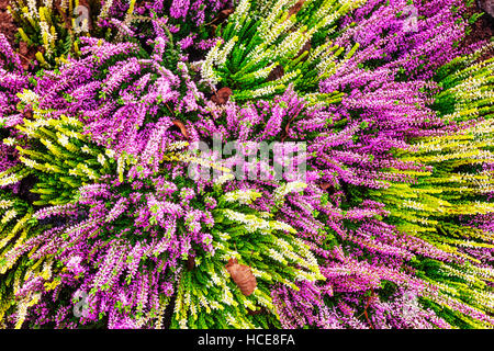 Con aiuola di fiori rosa e bianchi fiori di erica. Disposizione d'autunno. Sfondo floreale. Tomba della decorazione. Vista superiore Foto Stock