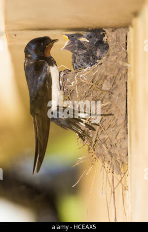 African Swallow Hirundo rustica, un adulto arriva al suo nido per alimentare la sua fame di pulcini, St Mary, isole Scilly, UK, Luglio Foto Stock