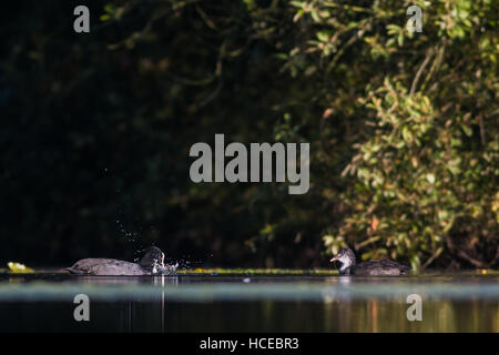 La folaga fulica atra, un adulto mostra i suoi giovani come feed di un lago calmo contro uno sfondo scuro il lavaggio dei prodotti alimentari nell'acqua, il Tamworth, Staffordshire, Se Foto Stock