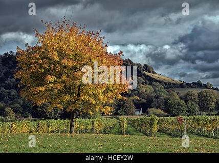 Autunno a Denbies (5) Foto Stock