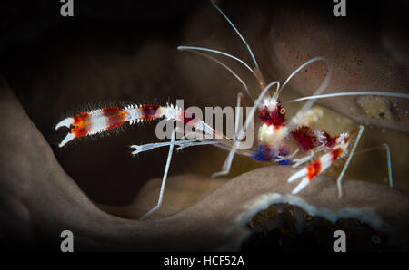 Nastrare il corallo gamberetti (barberpole: gamberetti Stenopus hispidus), Bari Reef, Bonaire, Antille olandesi Foto Stock