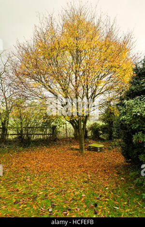 Foglie di autunno cadere da un ornamentali in faggio in un giardino inglese Foto Stock