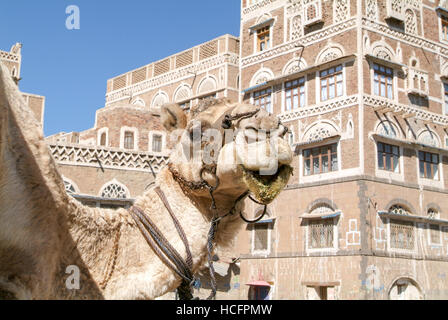 Camel nella parte anteriore del case decorate della vecchia Sana patrimonio mondiale Unesco Foto Stock