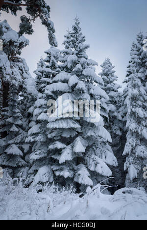 Un inverno immagine ritratto di un pino coperto di neve guardando come ruffles. Foto Stock