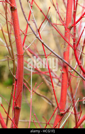 Inverno rosso corteccia della piccola Giapponese di acero, Acer palmatum 'Eddisbury' Foto Stock