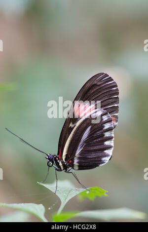 Postino (Heliconius melpomene :) farfalla. Dal Centro e Sud America. Foto Stock