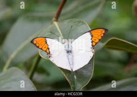 La grande punta arancione, Hebomoia glaucippe, trovati in Asia, Cina, Giappone. Foto Stock