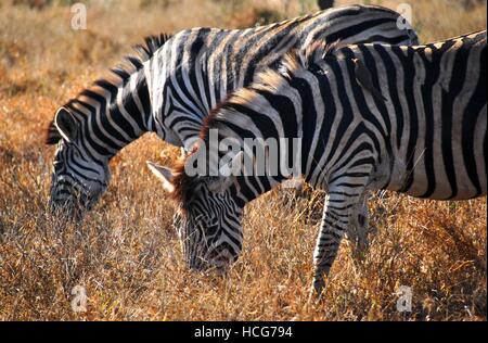 Zebre africane pascolare nel Parco Nazionale di Kruger Foto Stock