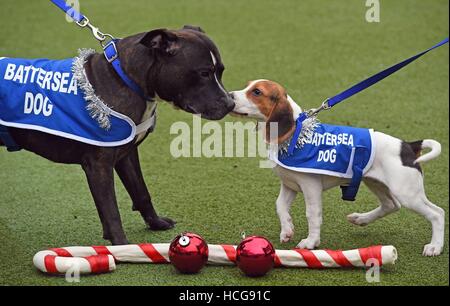 Staffordshire Bull Terrier Snoop (sinistra) gioca con Daisy, un cucciolo di Beagle, precedendo di Natale a Battersea cani e gatti casa a Londra. Foto Stock