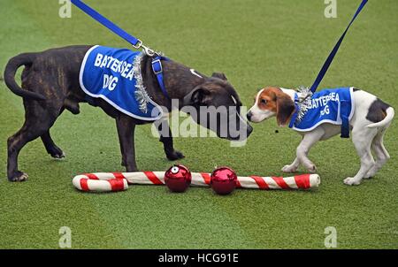 Staffordshire Bull Terrier Snoop (sinistra) gioca con Daisy, un cucciolo di Beagle, precedendo di Natale a Battersea cani e gatti casa a Londra. Foto Stock