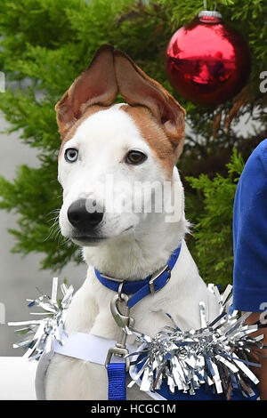 Cane Elvis, Mongrel, si prepara per il Natale a Battersea cani e gatti casa a Londra. Foto Stock