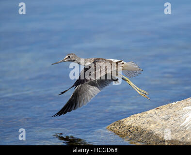 Comune Greenshank (Tringa nebularia) prendendo ala Foto Stock