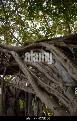 El Higueron de Cabuya (Giant Banyan Tree) Guanacaste in Costa Rica Foto Stock