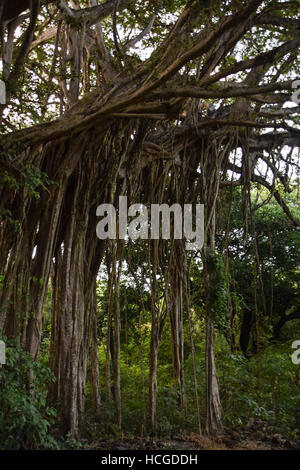 El Higueron de Cabuya (Giant Banyan Tree) Guanacaste in Costa Rica Foto Stock