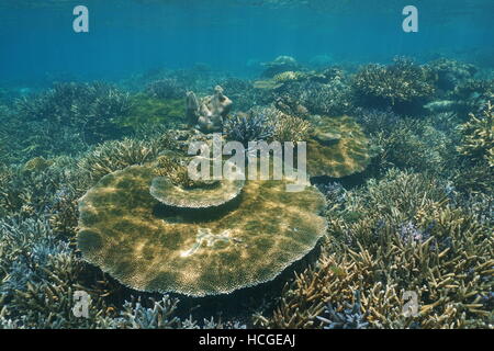 Pristine Coral reef subacquei con staghorn e tabella coralli, Nuova Caledonia, oceano pacifico del sud Foto Stock