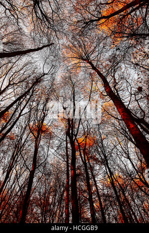 Drammatica albero canopy viste dal basso cercando fino a Woodland Park Foto Stock