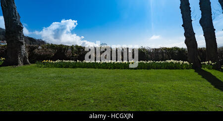 Una fila di catture daffodills sun Foto Stock