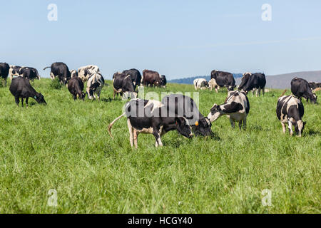 Produzione lattiera mucca friesland animali closeup foto in estate pascoli. Foto Stock