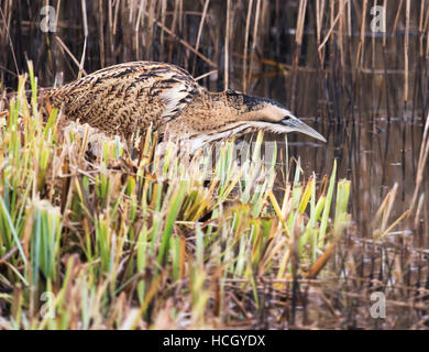 Un Botaurus stellaris stalking preda tra le canne su un Suffolk reedbed Foto Stock