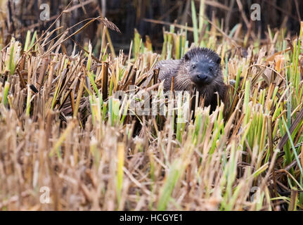 Una lontra eurasiatica cub (Lutra lutra) prende un peek al di sopra delle canne in Suffolk Foto Stock