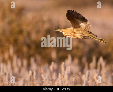 Botaurus stellaris in volo su Suffolk reedbed Foto Stock