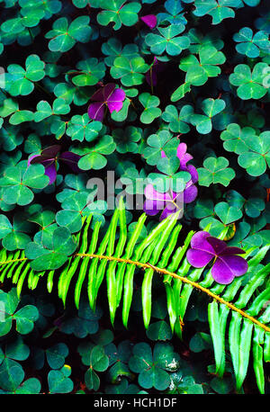 Redwood Sorrels crescere nel telo bagnato della Foresta di Redwood in California del Nord. Foto Stock