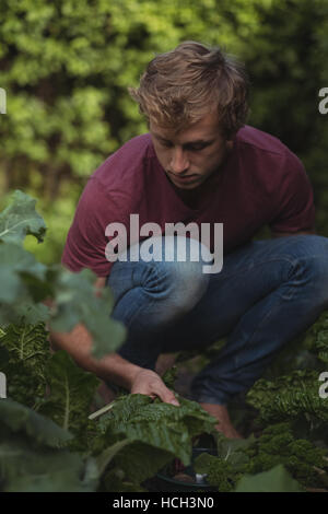 Uomo taglio di foglie di lattuga da pianta Foto Stock