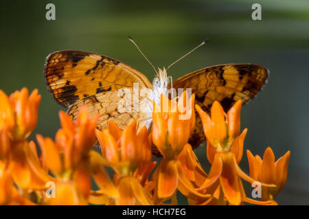 Vista inferiore del Pearl Crescent butterfly bere da una farfalla fiore di erbaccia che mostra la parte inferiore delle ali Foto Stock