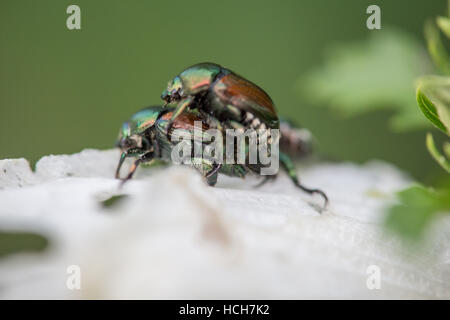 Due giapponesi coleotteri coniugata sulla petali di rosa bianca di Sharon Foto Stock