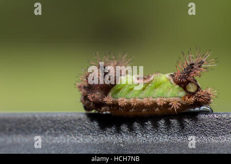 Caterpillar a doppio spiovente con verde e marrone torna sulla superficie nera con sfondo verde Foto Stock