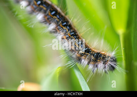 Caterpillar con capelli bianchi strisciando verso il basso una foglia Foto Stock