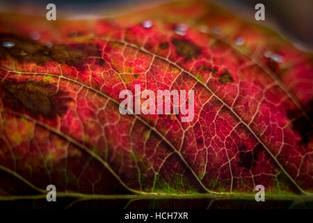 Close up di un rosso retroilluminato Autumn Leaf che mostra le vene Foto Stock