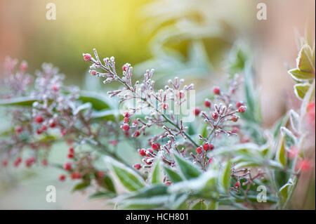 Un delicato della brina sulle rosse bacche di Nandina domestica Foto Stock