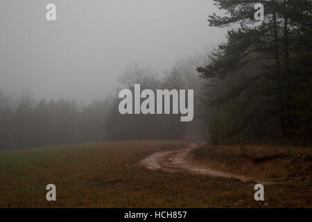 Terreni fangosi strada sterrata nel bosco nella nebbia Foto Stock