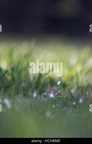 Piccolo stand di violette in erba alta con profondità di campo Foto Stock