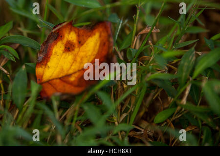 Arancione, giallo e marrone e lasciare cadere sul terreno in erba verde Foto Stock