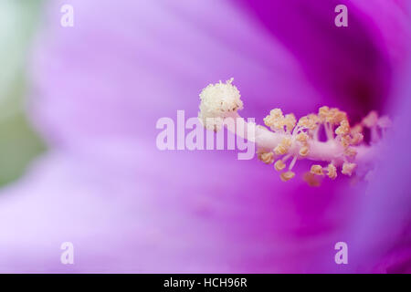 Vista ravvicinata del centro stame di un viola rosa di Sharon bloom Foto Stock