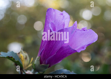 Vista ravvicinata di un aperto purple rosa di Sharon fiore con foglie verdi e drammatici bokeh highlights Foto Stock