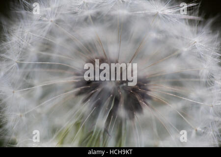 Close up macro che mostra il centro della testa di seme di tarassaco puff Foto Stock