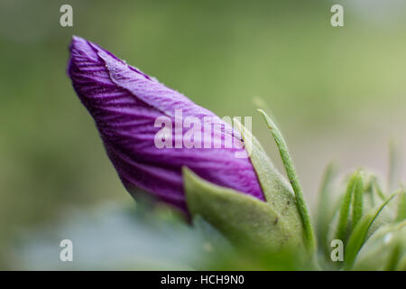 Chiuso purple rosa di Sharon germoglio di fiore che mostra la texture nella spirale arricciata di petali Foto Stock