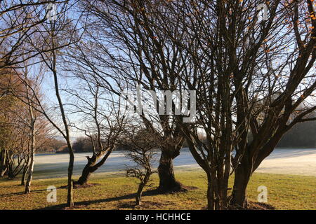 La brina sul fairway e green Foto Stock