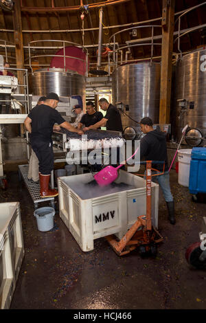 I lavoratori della cantina, cernita uve vini repris, Sonoma, Sonoma County, California, Stati Uniti, America del nord Foto Stock