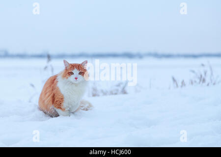 Lo zenzero cat su sfondo di neve Foto Stock