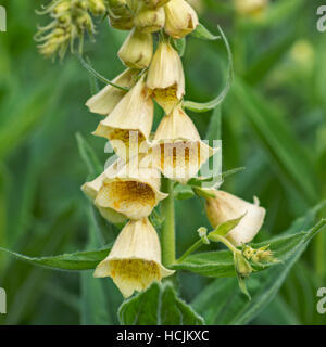 Fiori Digitalis grandiflora in natura Foto Stock