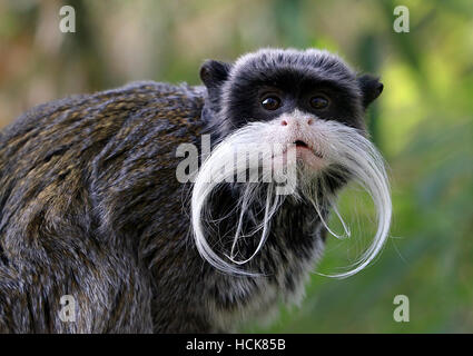 Moustached Sud Americana imperatore tamarin monkey (Saguinus imperator), quizzical guardare Foto Stock