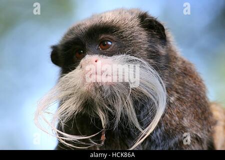 Sud Americana Imperatore Tamarin o Brockway monkey (Saguinus imperator) ritratto, cielo blu sullo sfondo Foto Stock