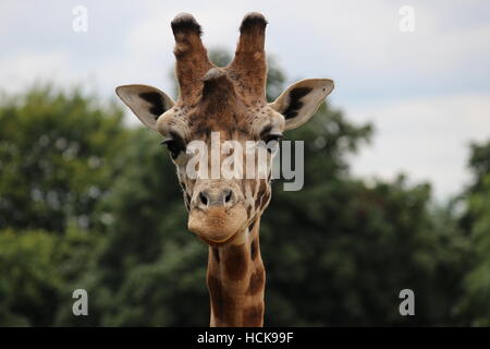 La giraffa ritratto giovane adolescente orgoglioso testa headshot sorriso sorridente Cotswold Wildlife Park Foto Stock