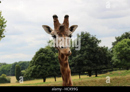 La giraffa ritratto Cotswold Wildlife Park giovane adolescente orgoglioso headshot parlando di testa Foto Stock