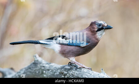 La bellissima, ma timida, Eurasian jay (Garrulus glandarius), di profilo mentre cercando più dadi con un bel bokeh in background. Foto Stock